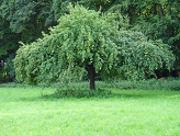 Bildvorschau appletree.png