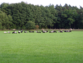 Bildvorschau sheep.png